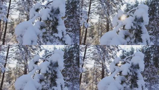 美丽的云杉树在冬雪的映衬下，阳光灿烂。云杉的树枝下覆盖着一层雪的森林，美丽的冬天大自然高清在线视频素材下载