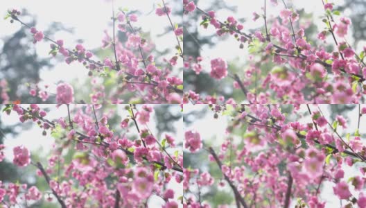 粉红色的杏花三叶盛开。杏仁或三裂路易斯安那，樱花，在春天的花园开花高清在线视频素材下载