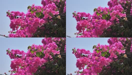 风中，粉红色的九重葛花映衬着蓝天高清在线视频素材下载