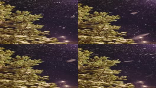 在暴风雪的夜晚，城市里的云杉被后面的泛光灯照亮高清在线视频素材下载