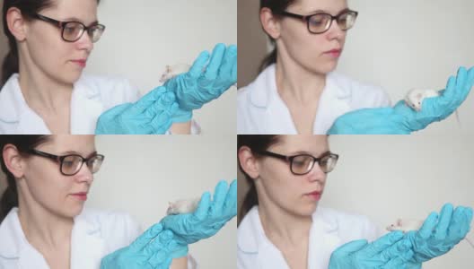 戴着蓝色橡胶手套的科学家手里拿着一只红眼睛的小白鼠。高清在线视频素材下载