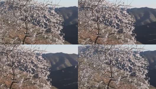 在蓝天下，杏树的枝桠上开满了白色和粉红色的花朵高清在线视频素材下载