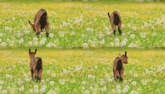 草地上的小羊高清在线视频素材下载