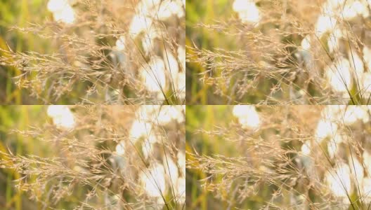 小草的叶子与阳光同在高清在线视频素材下载