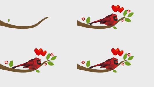 树上有花的红雀。情人节概念视频剪辑高清在线视频素材下载