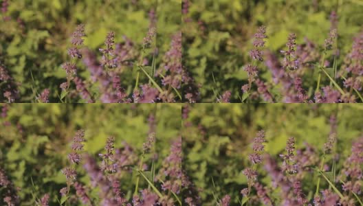 蜜蜂从田里的紫色花朵上采集花蜜高清在线视频素材下载
