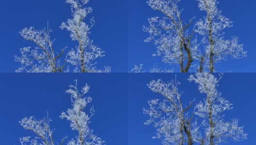 白霜在树上高清在线视频素材下载