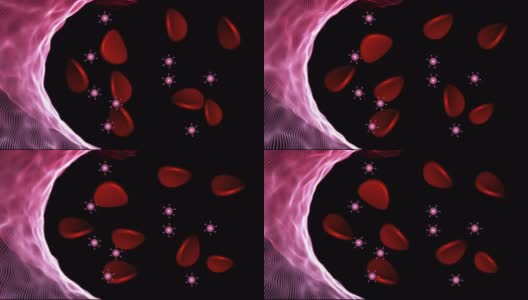 Covid-19病毒颗粒漂浮与红细胞动画。高清在线视频素材下载