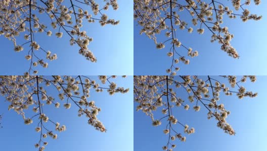 透过树顶看，春天盛开的樱桃树高清在线视频素材下载