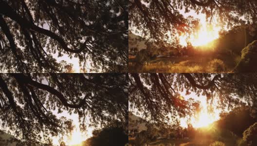 美丽的日落在树上高清在线视频素材下载