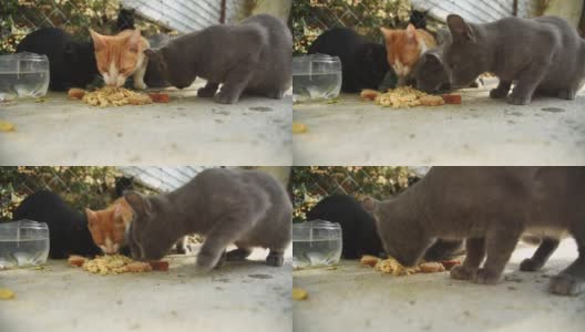 一群无家可归的猫在街上吃食物，这些食物是善良的人们和志愿者给它们的高清在线视频素材下载