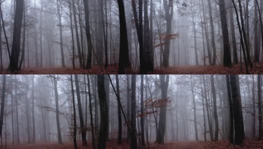 穿过雾蒙蒙的秋林高清在线视频素材下载