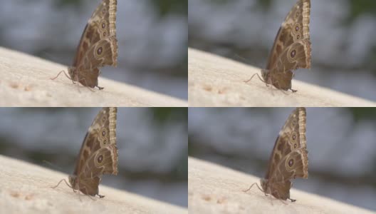 树枝上的蝴蝶，慢镜头180fps高清在线视频素材下载