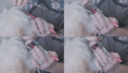 一个年长的白人妇女得到一个专业护理发型师在家里理发的特写镜头高清在线视频素材下载