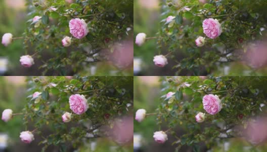 大卫·奥斯汀美丽的英国玫瑰。夏天在花园。高清在线视频素材下载