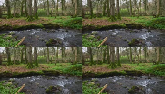 乡间林地中流淌的小河高清在线视频素材下载