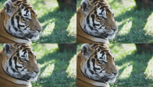 老虎的肖像躺在绿色的草地上，在树荫下高清在线视频素材下载