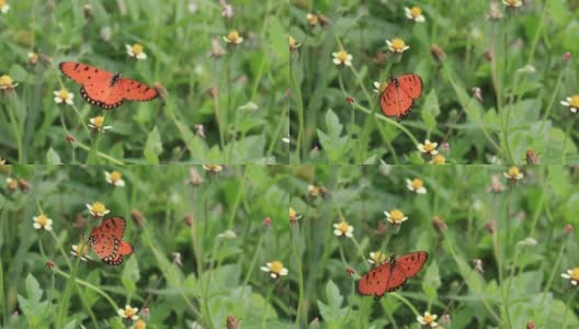 清晨草丛上的橙色蝴蝶高清在线视频素材下载