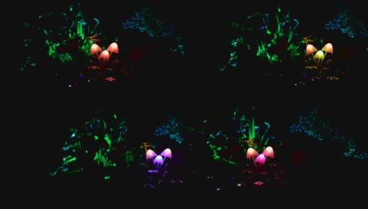 三个幻想发光的蘑菇在神秘的黑暗森林特写。美丽的微距魔术蘑菇或三个灵魂迷失在阿凡达森林。仙女灯的背景与雾。滑块。高清在线视频素材下载
