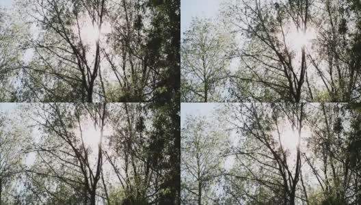 阳光透过树枝和树叶照射下来高清在线视频素材下载