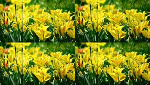 Yellow tulips高清在线视频素材下载