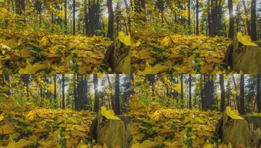 秋天的森林，时光的全景高清在线视频素材下载
