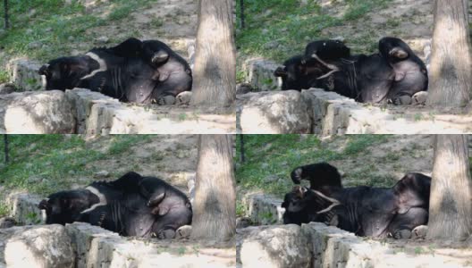 亚洲黑熊(黑熊)在地上玩耍高清在线视频素材下载