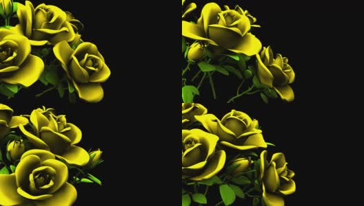 黑色文字空间上的黄色玫瑰花束高清在线视频素材下载