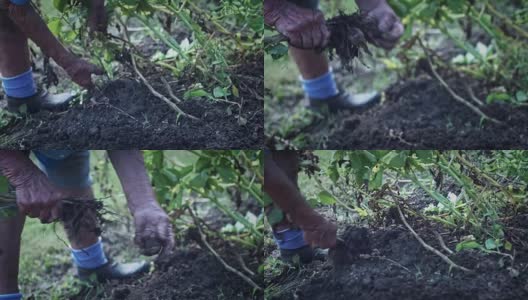 4k农村拍摄的老人从土壤里挖土豆高清在线视频素材下载