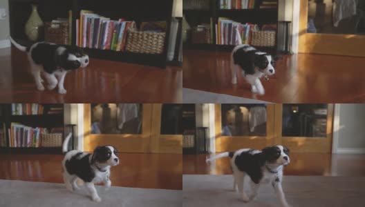 慢镜头拍摄一只气味难闻的小狗在客厅里跳跃高清在线视频素材下载