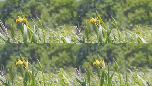 风中的黄花蝴蝶花高清在线视频素材下载