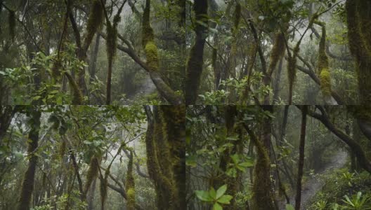 在这片野生热带森林里生活着恐龙。潮湿的热带雨林长满了苔藓高清在线视频素材下载