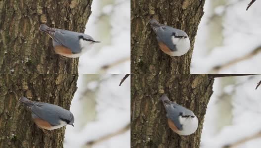 欧亚胡桃或木胡桃木将食物藏在树皮中。冬天森林里五颜六色的鸟高清在线视频素材下载