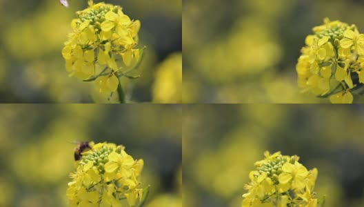 蜜蜂从芥菜花蜜中采集花蜜的慢动作。高清在线视频素材下载