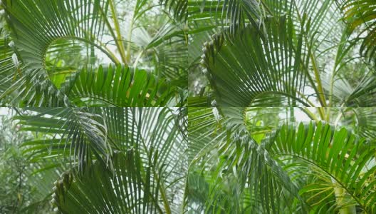 湿淋淋的棕榈叶被风吹在热带岛屿上。缓慢的运动。1920 x1080高清在线视频素材下载