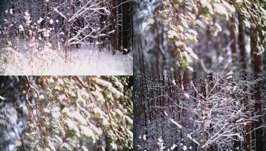 在冬天的森林里透过树枝的全景。高清在线视频素材下载
