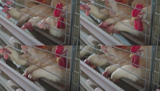 鸡蛋在工厂里吃饲料高清在线视频素材下载