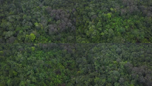 印度尼西亚西巴布亚岛，无人驾驶飞机飞越难以穿透的绿色雨林高清在线视频素材下载