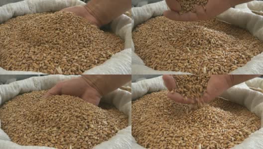 袋装大麦种子高清在线视频素材下载
