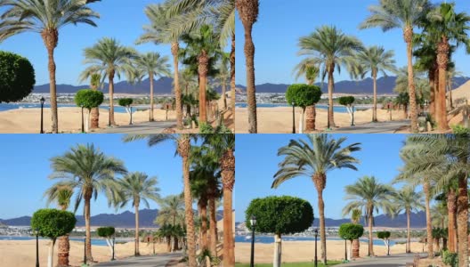 红海附近有棕榈树的小路。埃及。高清在线视频素材下载