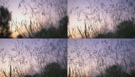 沙丘草的黑色剪影与日落的背景高清在线视频素材下载
