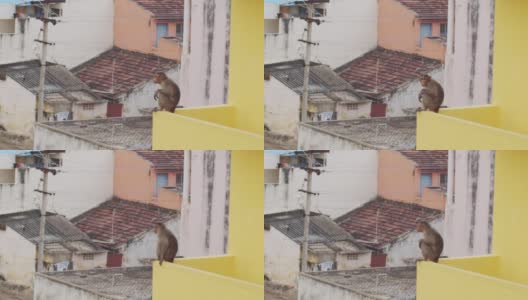 生活在印度城市的野生猴子动物在屋顶摆姿势的慢镜头。有趣的猕猴坐在城市建筑的屋顶边缘。旅游旅游度假生态保护理念高清在线视频素材下载