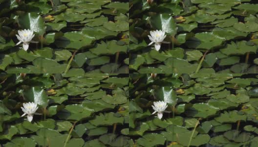 池塘里的白莲花高清在线视频素材下载
