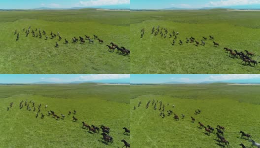 在草原上奔跑的一群马高清在线视频素材下载