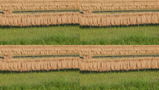 在稻田里自然晒干的收获的稻穗高清在线视频素材下载