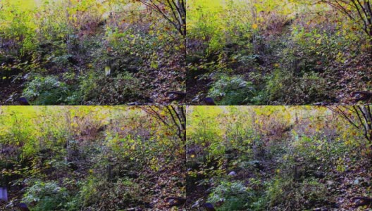 森林里从树上飘落的秋叶被风吹落。高清在线视频素材下载