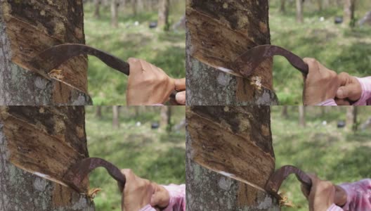 农业-橡胶树种植高清在线视频素材下载