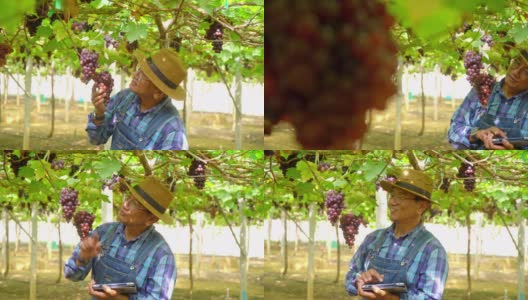 在阳光明媚的日子里，4K微笑亚洲资深男农民在悬挂的葡萄藤花园里用数码片检查葡萄植株。快乐的老年男性园丁准备收获成熟的有机葡萄在葡萄园高清在线视频素材下载