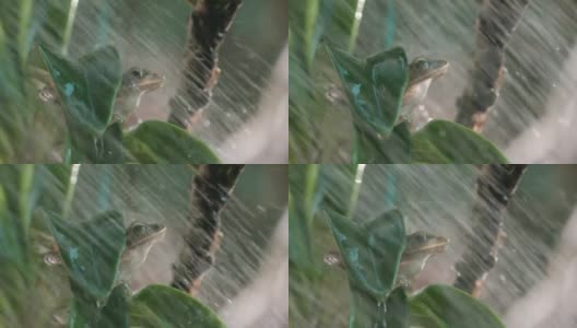 兰花上的青蛙和淋浴慢镜头高清在线视频素材下载