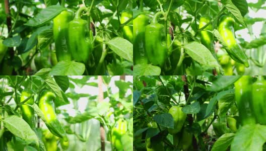 成熟的辣椒植物生长在自制温室高清视频。高清在线视频素材下载